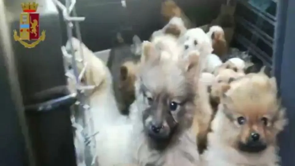dal video della Polizia di Stato
