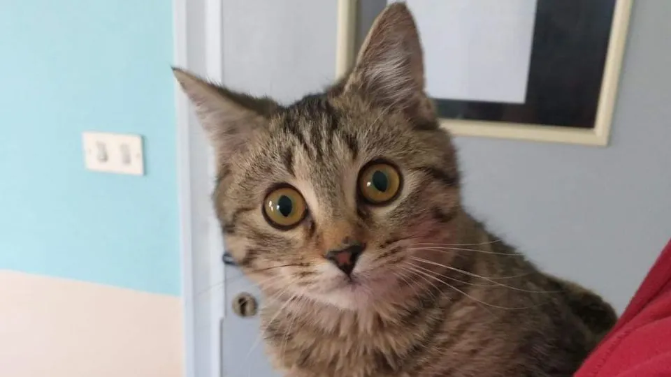 Il gatto Bolle
