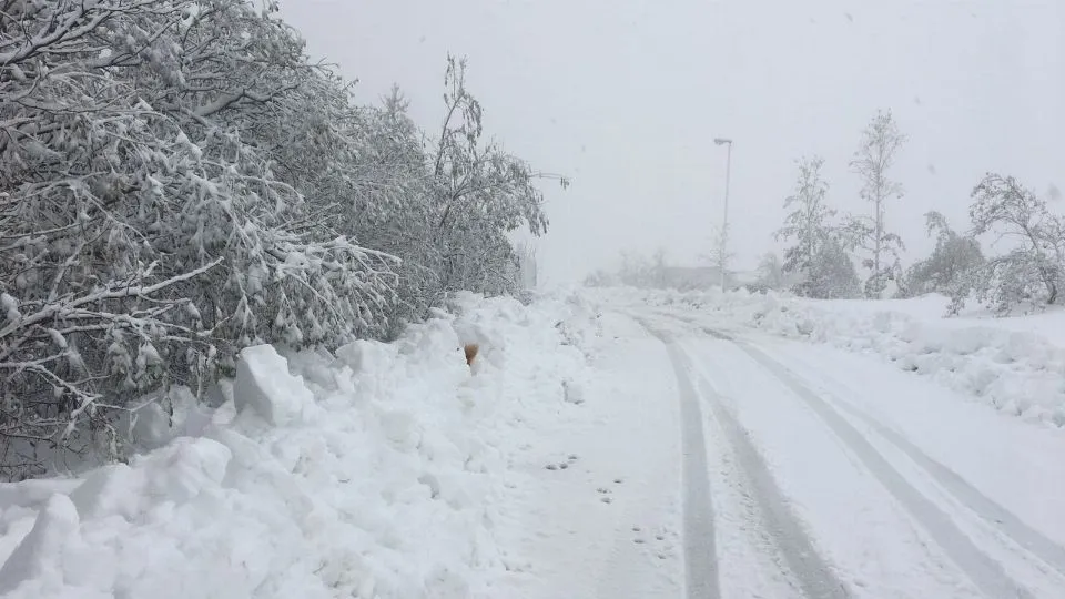 neve