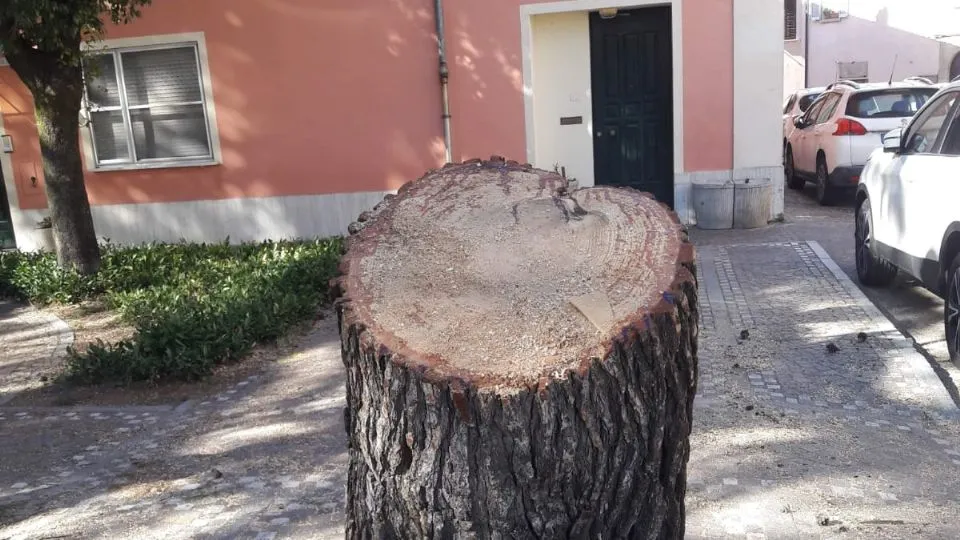 uno degli alberi tagliati