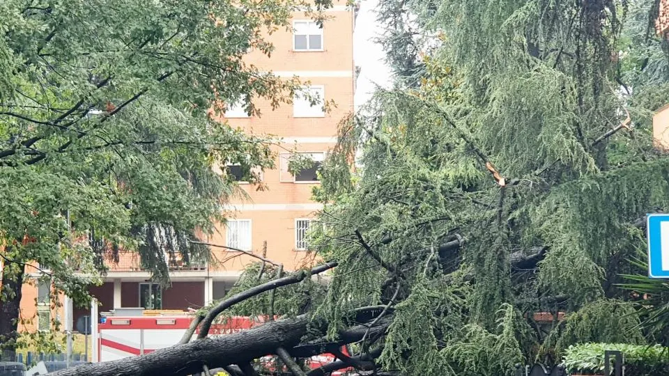 il pino crollato in via Vega @Adriapress