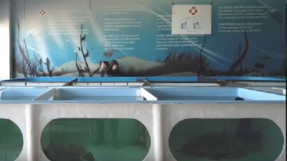 l’ospedale delle tartarughe

