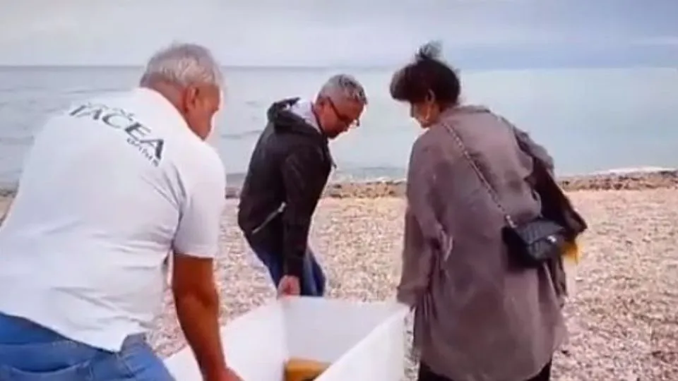 lo chef Barbieri aiuta nel rilascio della tartaruga