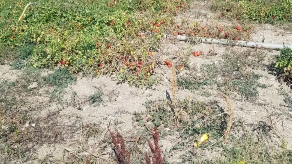 gli effetti della siccità a Rimini
