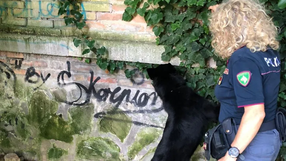 il fiuto dei cani ha aiutato a scovare la droga
