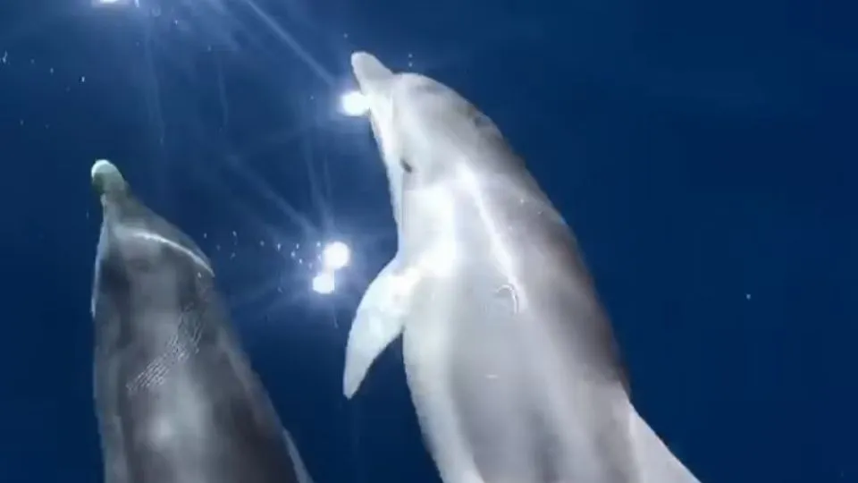 la coppia di delfini immortalati nel video