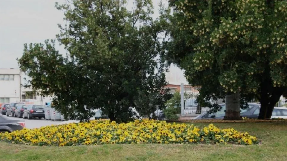 verde a Rimini