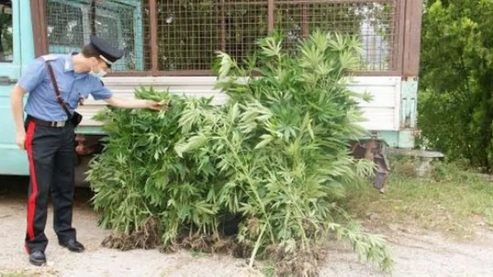 le piante sequestrate
