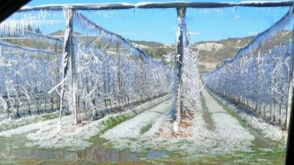 la gelata di marzo