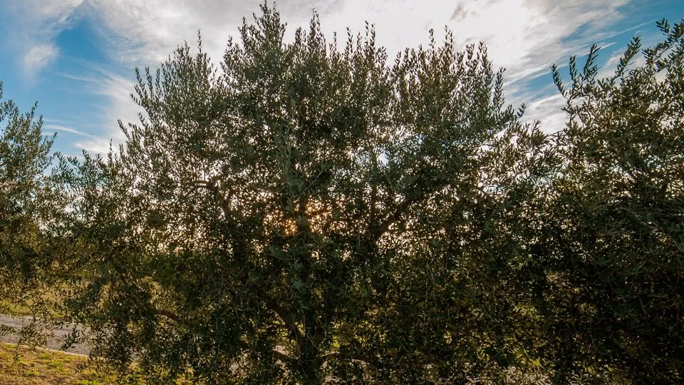 uno degli ulivi in affido