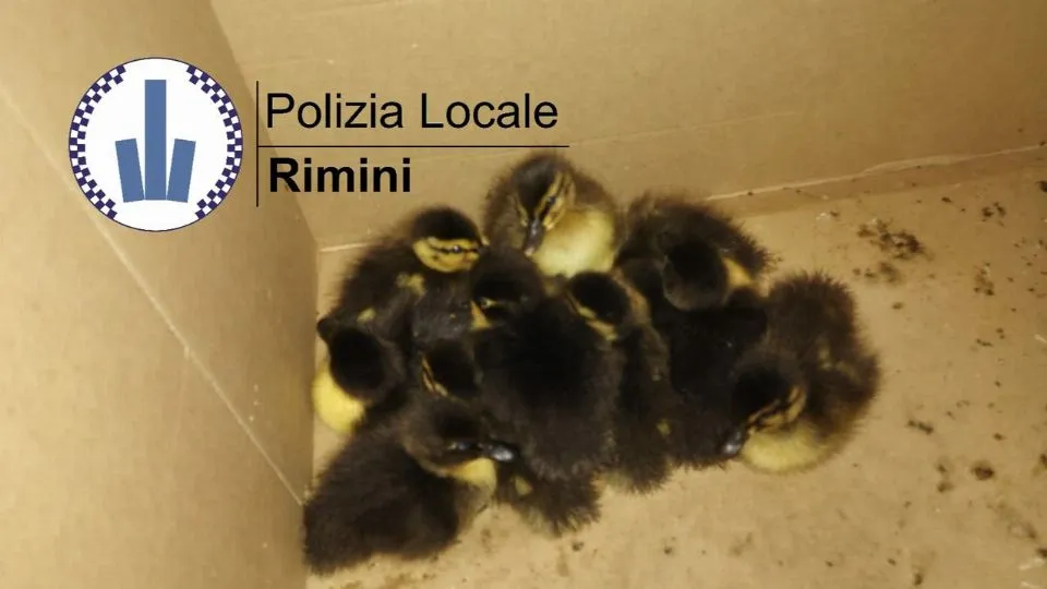 i piccoli germani reali
