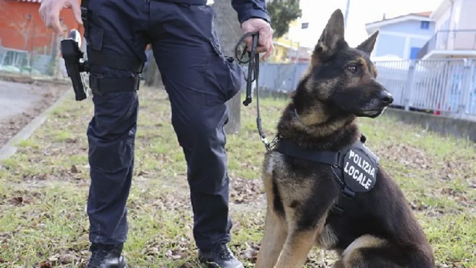 un cane antidroga