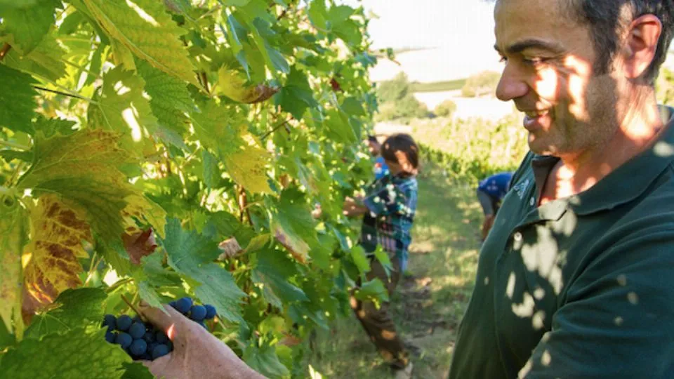 vendemmia
