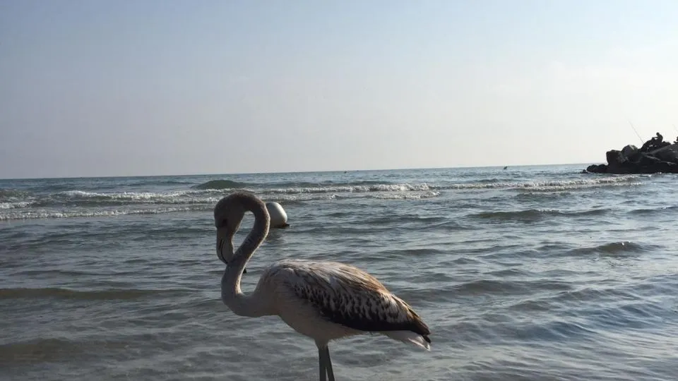 il fenicottero in spiaggia

