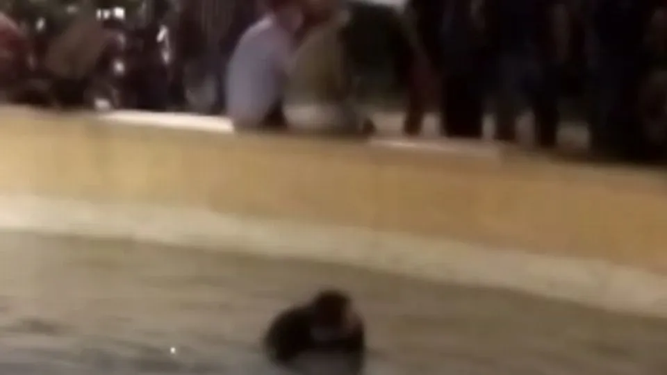 L’uomo nella fontana filmato da alcuni passanti
