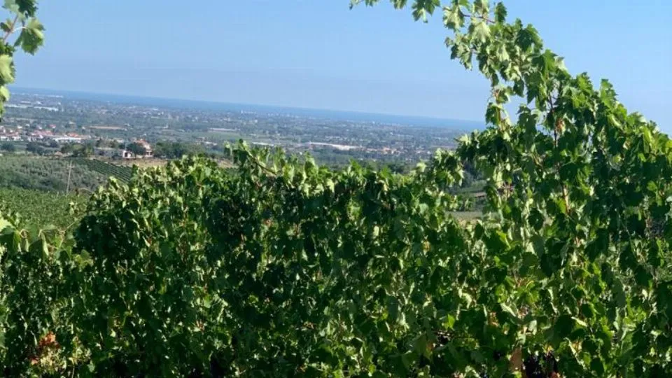 una vigna
