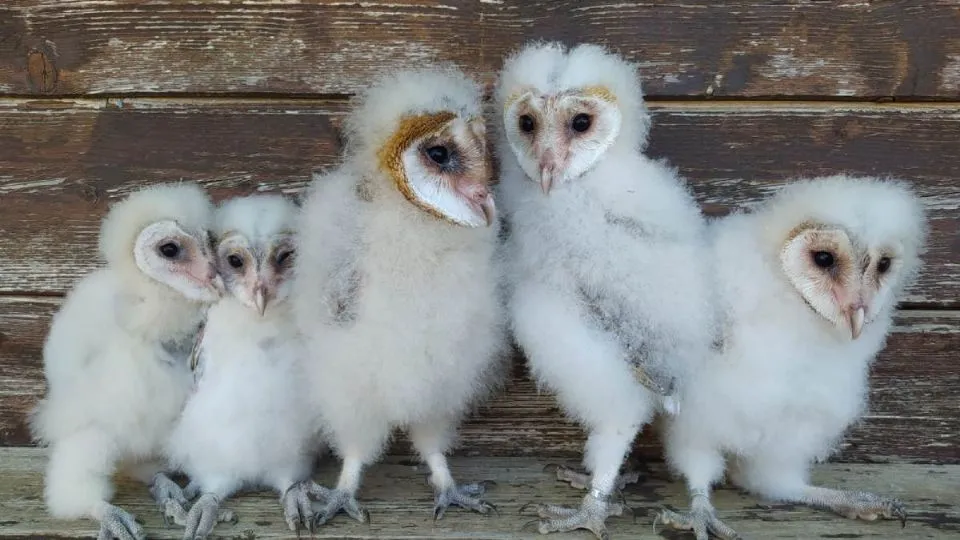 I piccoli di barbagianni nati a Oltremare
