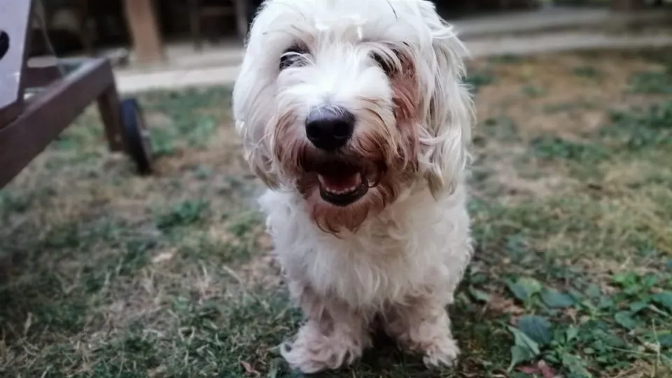 il cane Mario
