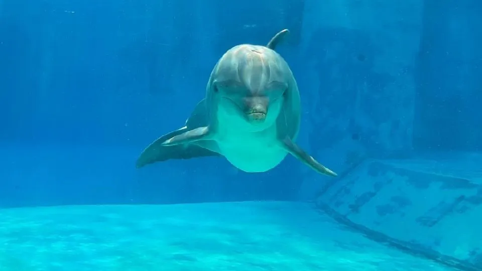 Il delfino Veera
