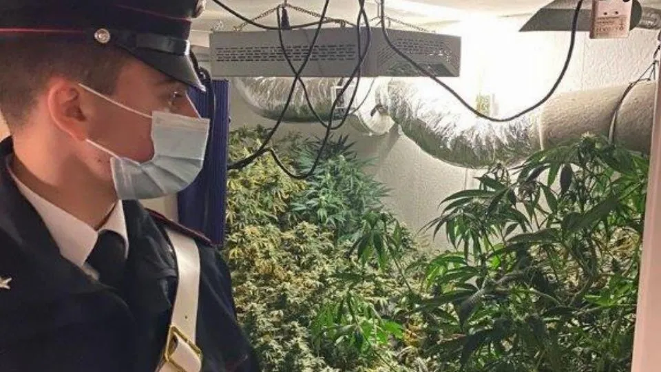 le piante di marijuana nascoste nel seminterrato
