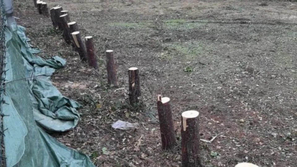 Gli alberi al circolo tennis
