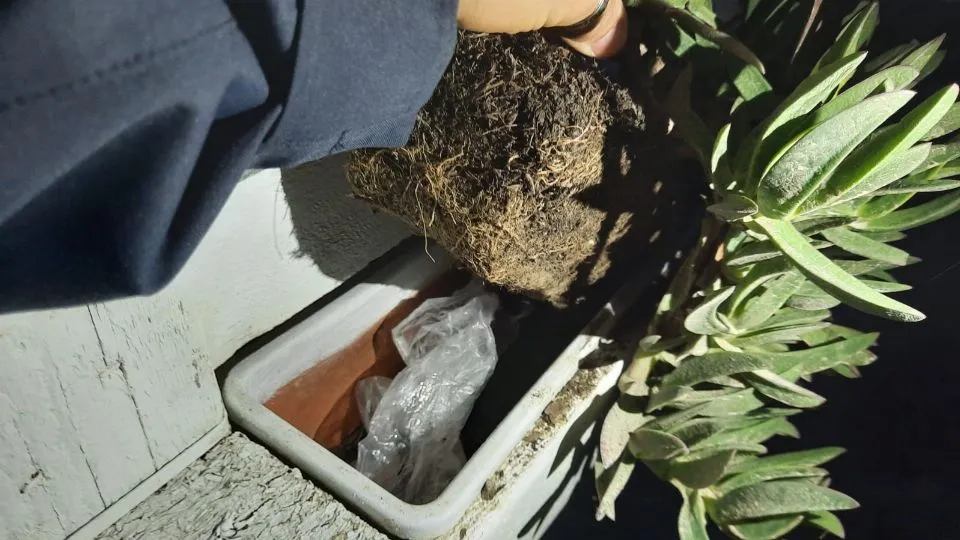 la fioriera in cui era nascosta la droga