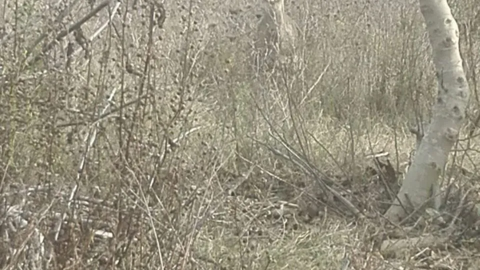 la cucciola immortalata libera nel terreno vicino all’aeroporto