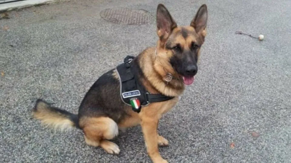 Fendy, 12 anni di servizio nella polizia locale bellariese