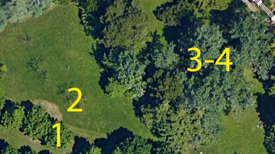 I quattro alberi che secondo i cittadini verrebbero abbattuti