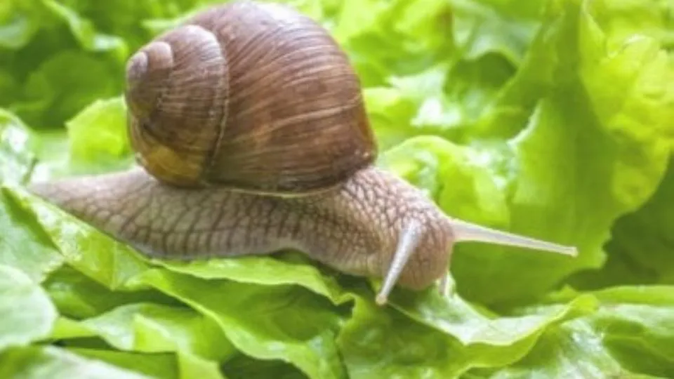 repertorio