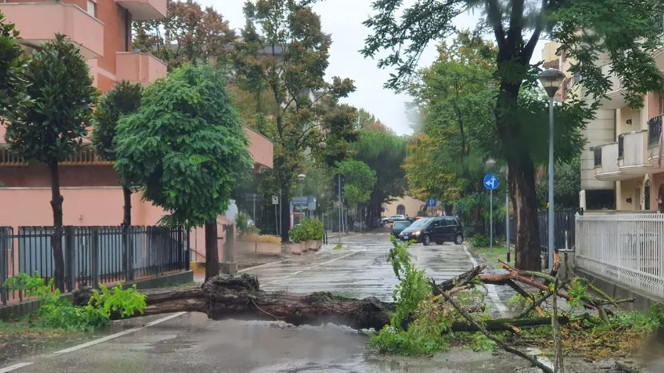 un albero caduto in via Pinzi a Viserba (foto di Jolie Rey)