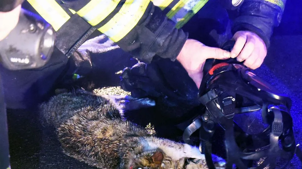 Il micio stremato portato in salvo (foto Migliorini)
