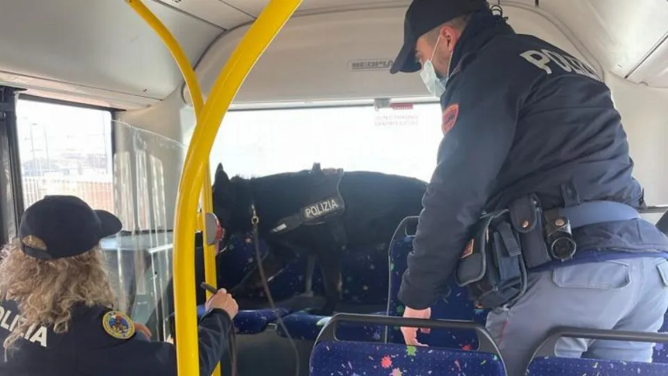 Il cane fiuta la droga tra i sedili