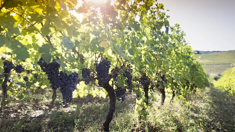 la vini San Valentino

