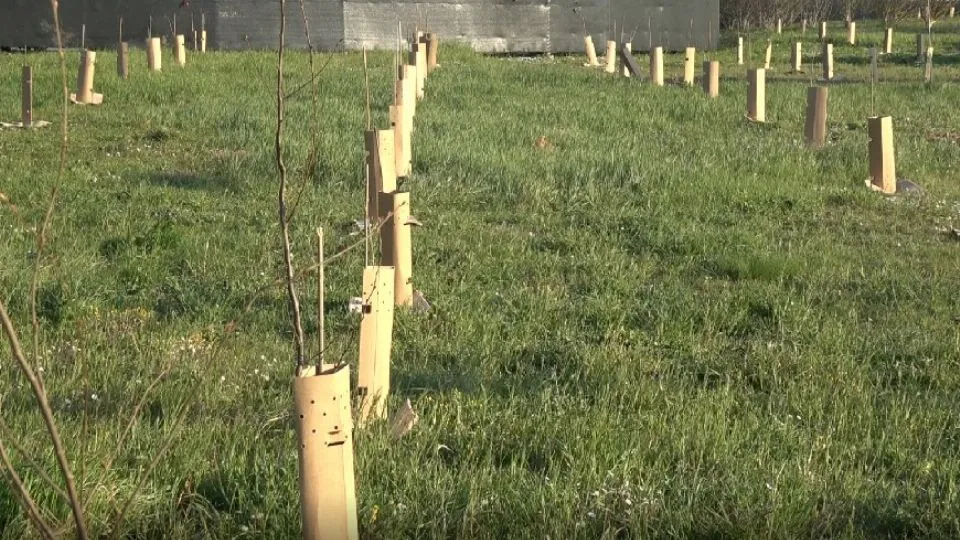 le piantumazioni in area Macanno