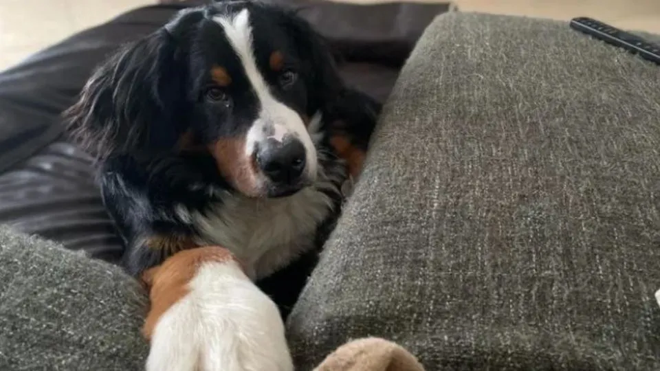 il cucciolo Mufasa