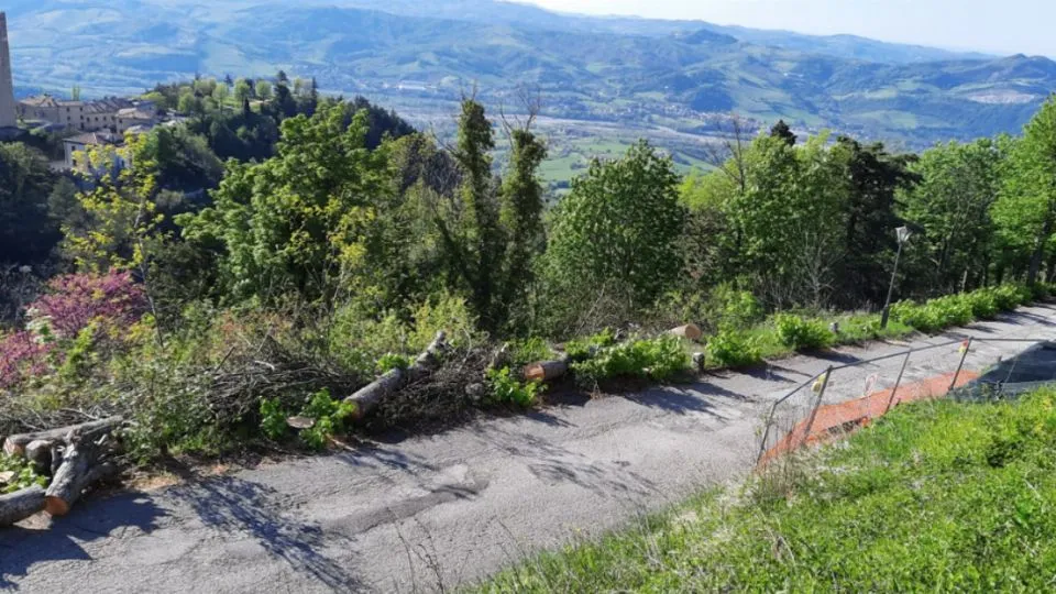 gli alberi abbattuti