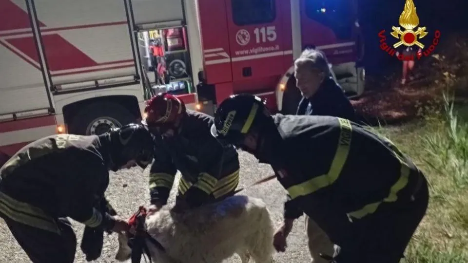 Cadono in un pozzo di tre metri, cani soccorsi dai Vigili del Fuoco
