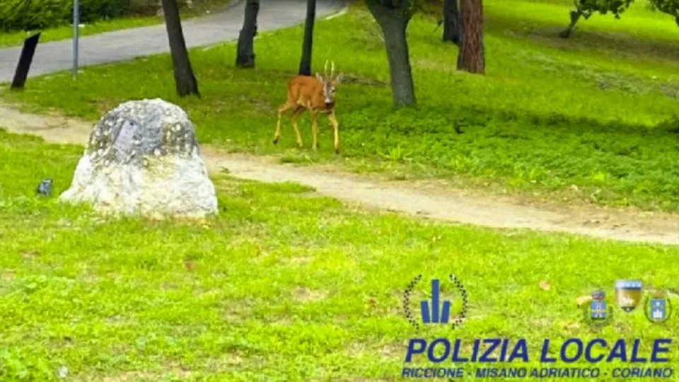 @Polizia Locale
