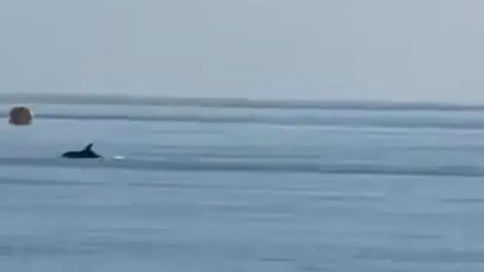 delfini a Rimini sud (da fb)
