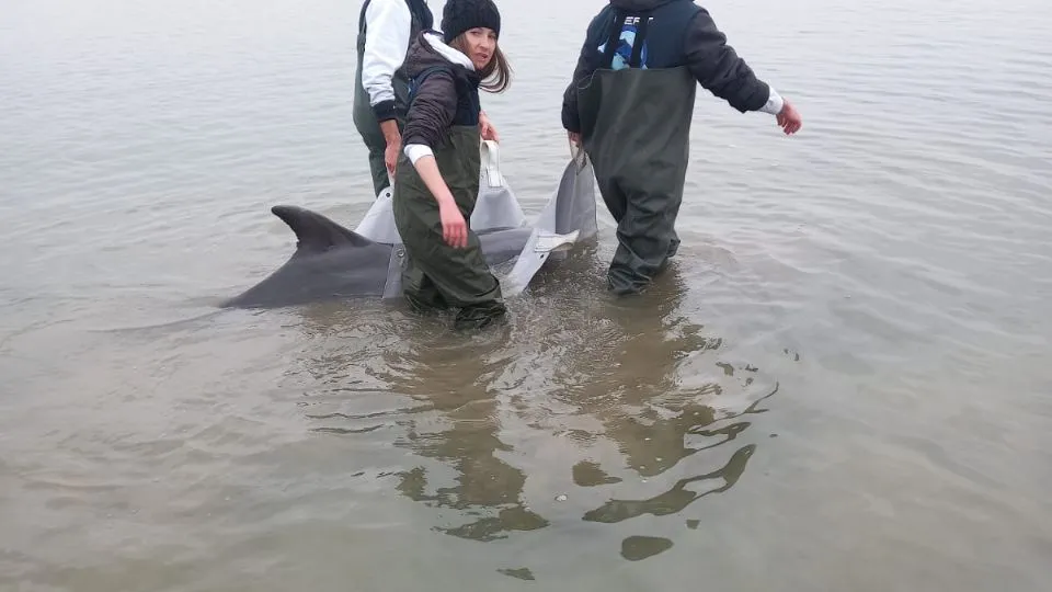 il delfino salvato
