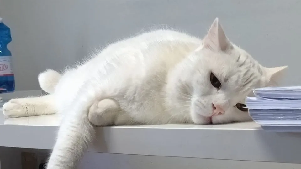 il gatto Michele