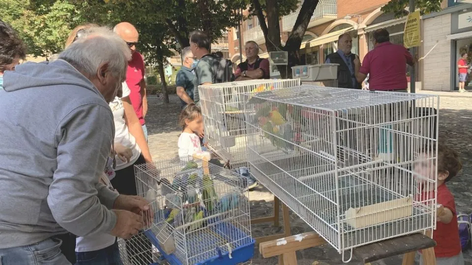 la fiera di San Michele
