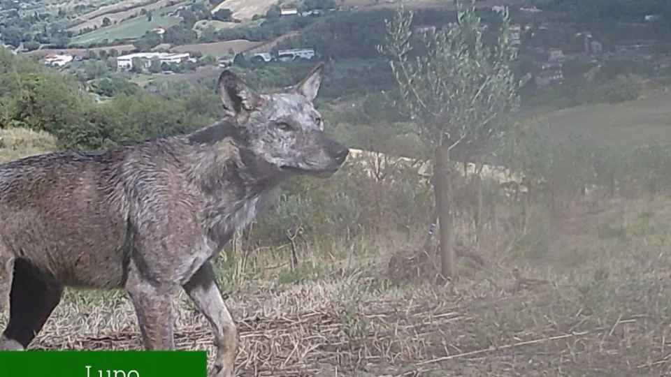 dal video dell’associazione OaSì