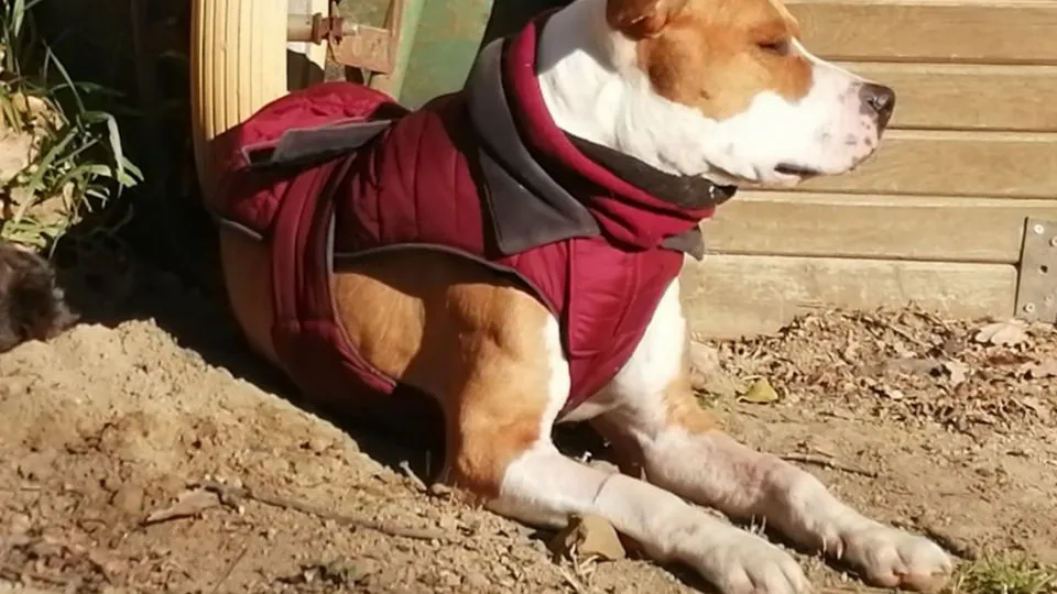 Rimini e cani