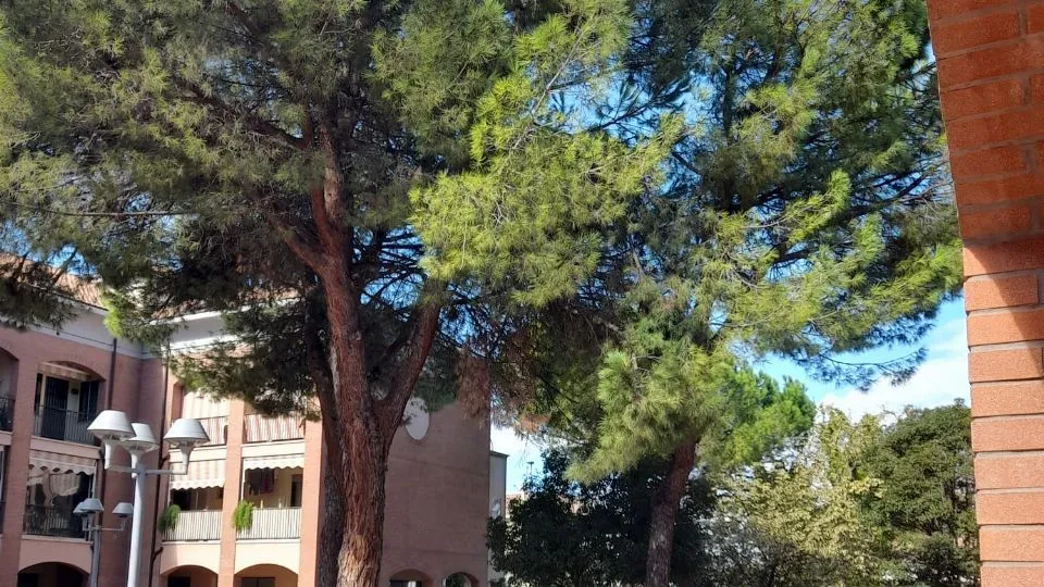 gli alberi pericolosi