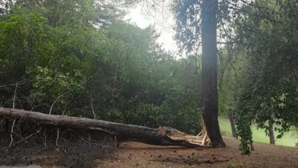 l’albero al parco della cava (@newsrimini)