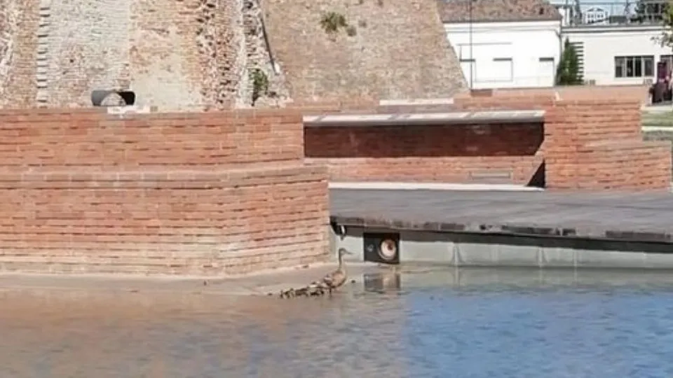 la mamma germano con i suoi piccoli
