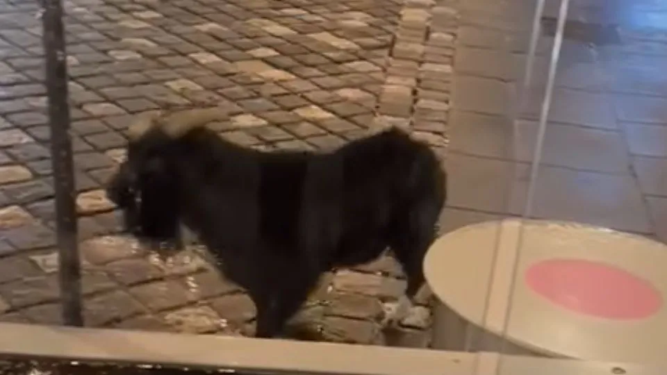 dal video su FB Filippo Sacchetti
