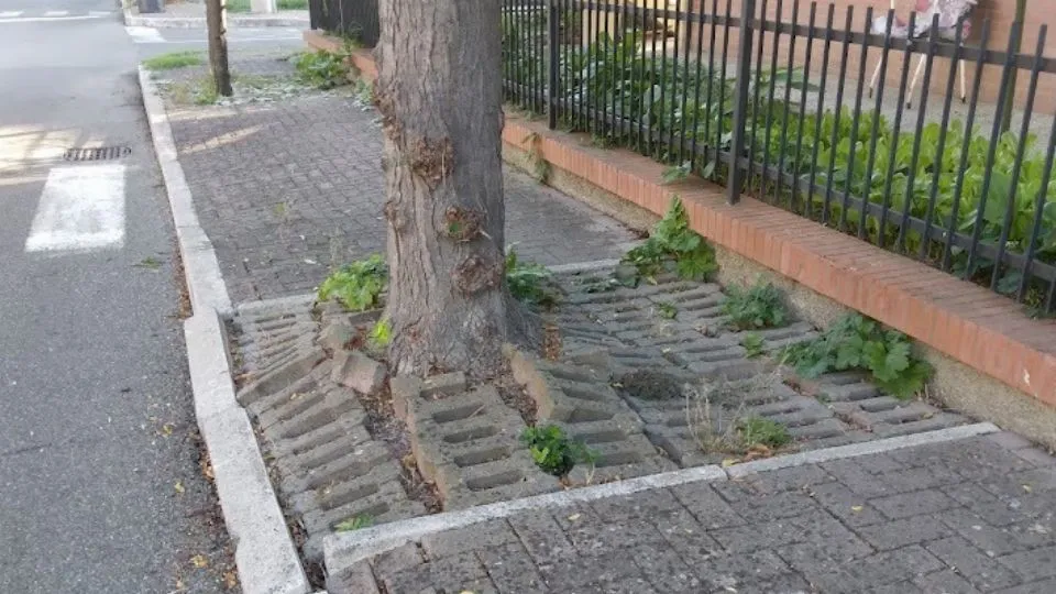 zona Belvedere